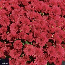 CHRYSANTHEMUM RED HOTS
