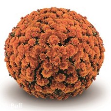 DENDRANTHEMA PERONI ORANGE