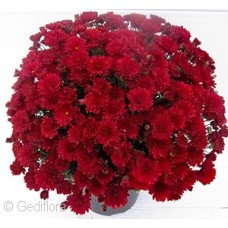 DENDRANTHEMA POBO RED