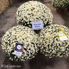 DENDRANTHEMA STAVISKI WHITE
