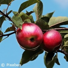 MALUS 6 IN 1