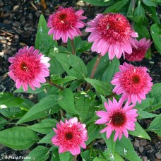 ECHINACEA DBL SCOOP WATERMELON