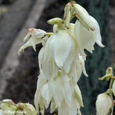 YUCCA FIL BRIGHT EDGE