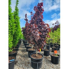 ACER PLA CRIMSON SENTRY