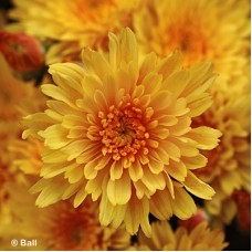 CHRYSANTHEMUM SIZZLNG FIRE YEL
