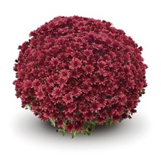 DENDRANTHEMA ARLUNO RED