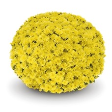DENDRANTHEMA ARLUNO YELLOW