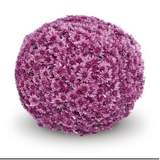 DENDRANTHEMA MAGNUS PINK