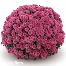 DENDRANTHEMA PADRE LILAC