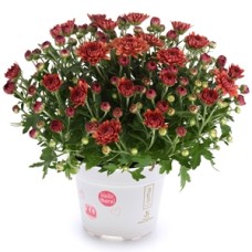 DENDRANTHEMA SOUL SISTER RED
