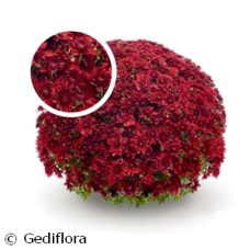 DENDRANTHEMA VEGA RED