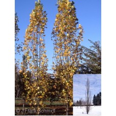 LIRIODENDRON TUL FASTIGIATUM