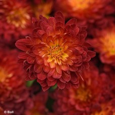 CHRYSANTHEMUM METRONA BRONZE
