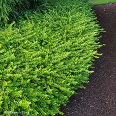 LONICERA NIT THUNDERBOLT