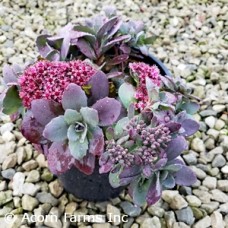 SEDUM SUNSPARKLER PLUM DAZZLED