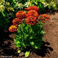 RUDBECKIA HIRTA SOLAR SISTERS