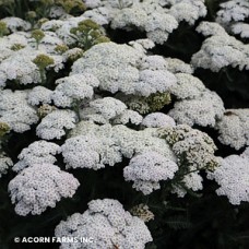 ACHILLEA FIREFLY DIAMOND