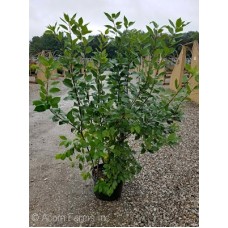 ILEX VER SOUTHERN GENTLEMAN