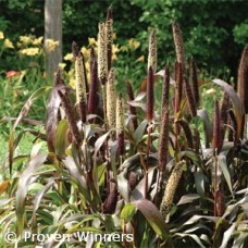 MILLET JESTER