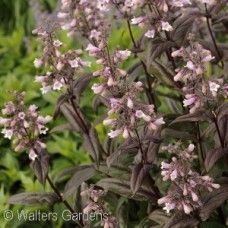 PENSTEMON DARK TOWERS
