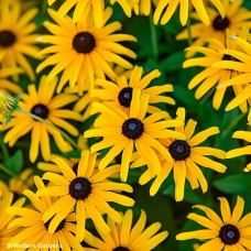 RUDBECKIA TREASURE TROVE