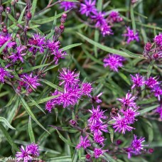 VERNONIA PRAIRIE PRINCESS