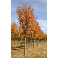ZELKOVA SER MUSASHINO