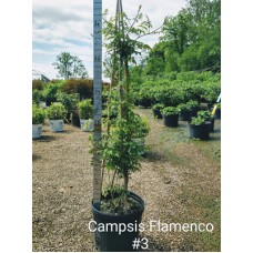 CAMPSIS RAD FLAMENCO