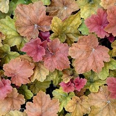 HEUCHERA SOUTHERN COMFORT HEUCHERA SOUTHERN COMFORT