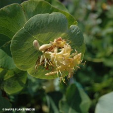 LONICERA RET KINTZLEYS GHOST