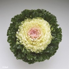 KALE ASSORTED