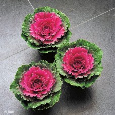 KALE SONGBIRD RED
