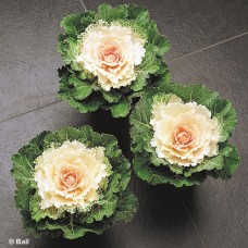 KALE SONGBIRD WHITE