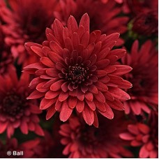 CHRYSANTHEMUM COSMIC FIREBALL