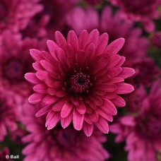 CHRYSANTHEMUM COSMIC GALAXY