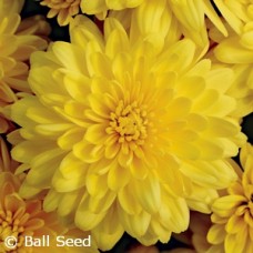 CHRYSANTHEMUM WILMA YELLOW