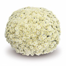 DENDRANTHEMA NAZIMI WHITE