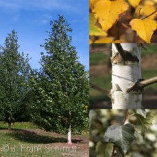 BETULA PLA DAKOTA PINNACLE