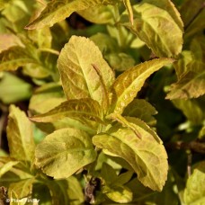 DIERVILLA SES FIREFLY