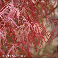 ACER PAL ATROLINEARE