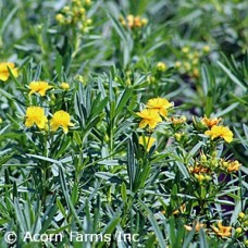 HYPERICUM COBALT-N-GOLD