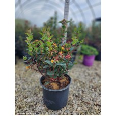 HYPERICUM MAGICAL MIDNGHT GLOW