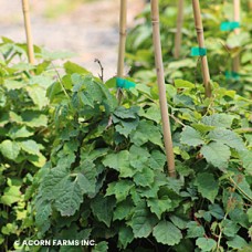 PARTHENOCISSUS TRICUSPIDATA