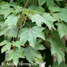 ACER PSE REGAL PETTICOAT