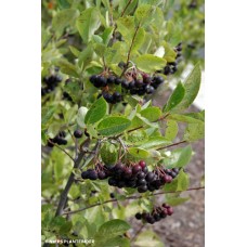 ARONIA MEL IROQUOIS BEAUTY