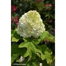 HYDRANGEA QUE GATSBY MOON