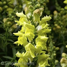 SNAPDRAGON SNAPTASTIC YELLOW
