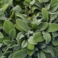 STACHYS BYZ LITTLE LAMB