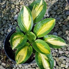 HOSTA WARWICK COMET