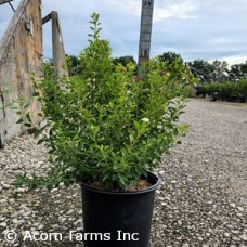 PHYSOCARPUS OPU RASP LEMONADE